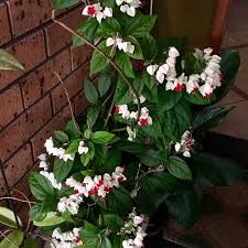 Thomsoniae 'variegatum' features marbled green leaves. Bleeding Heart Vine Clerodendrum Thomsoniae Flowering Plants
