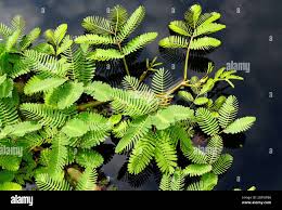 Image result for Neptunia oleracea