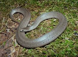 Smooth Earth Snake Virginia Valeriae Snake Reptiles Amphibians