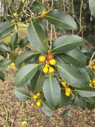 Image result for Ficus obliqua