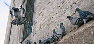 Get rid of pigeons on the roof naturally. How To Control Birds On Commercial Properties Debugged