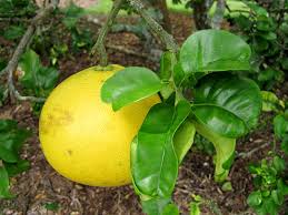 Image result for Citrus maxima