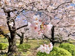 Cherry trees are one of the most popular trees around. Cherry Blossom Varieties How They Bloom Snow Monkey Resorts
