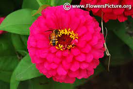 Zinnia Flower Varieties