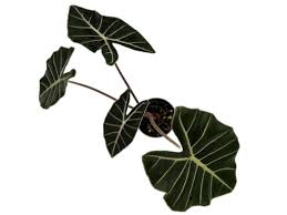 Image result for Exochaenium