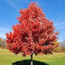 They can grow upwards of 70 feet in height, although more realistically, they typically grow to be around 50 feet. Brandywine Maple Tree Naturehills Com
