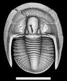 What are the types of fossils?