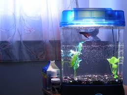 How To Set Up A Betta Fish Tank (Starter Guide)