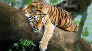Tiger Wallpaper Hd New Tab Tigers Themes Hd Wallpapers Animal Wallpaper Animals Tiger Wallpaper