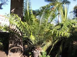 Image result for Encephalartos gratus