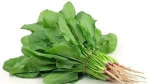 #caratanam#bayambrazil | cara tanam bayam brazil (how to plant brazilian spinach). Bahaya Jangan Makan Bayam Jika Kondisi Tubuh Anda Seperti Ini Tribun Pontianak