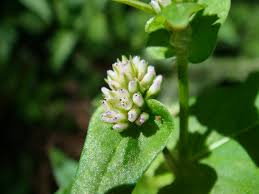 Image result for Persicaria nepalensis