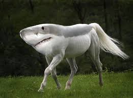 Morphed Animals Created Weird New Species In Funny Mashup Series Photoshopped Animals Weird Animals Horses