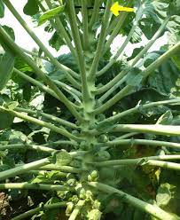 Brussels sprouts are a member of the cabbage and kale family, and they're just one more variation in terms of flavor and growth habit. Brussels Sprouts Tips From Seed To Harvest Vermont Organic Farm Cedar Circle Farm Education Center