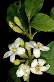 Image result for Mitriostigma axillare