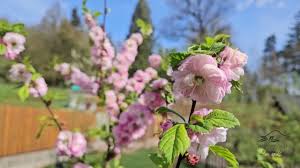 Image result for mandloň trojlaločná