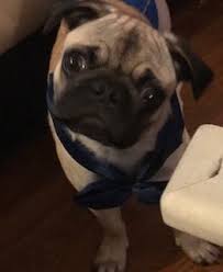 A person can advertise pug puppies for sale through their local newspaper, craigslist, etc. Pin On Puppies For Sale
