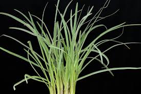Image result for Tulbaghia sp. cf. violacea
