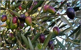 Page Not Found Olive Black Olive Olive Tree