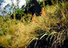 Image result for Aloe inyangensis