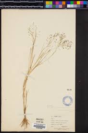 Image result for Eragrostis gangetica