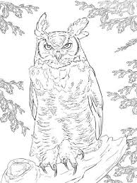 Realistic Great Horned Owl Coloring Page From Owls Category Select From 30613 Printable Crafts Of Cartoons Owl Coloring Pages Owls Drawing Bird Coloring Pages