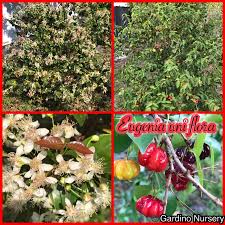 Image result for Eugenia uniflora
