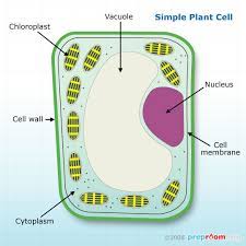 Simple plant cell cell membrane diagram. Plant Cells Biology Printer Friendly Page Preproom Org