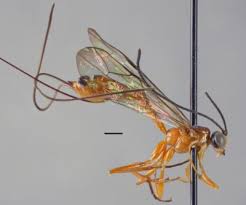Image result for Pouzolzia parasitica