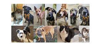 Learn more about second chance pet rescue in coeur d alene, id, and search the available pets they have up for adoption on petfinder. Pets For Adoption At Second Chance Animal Adoption In Bonners Ferry Id Petfinder