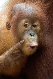  Pin Di Funny Cute Animals