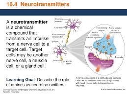 There are a number of different ways to classify and categorize neurotransmitters. 18 4 Neurotransmitters A Neurotransmitter Is A Chemical Compound That Transmits An Impulse From A Nerve Cell To A Target Cell Target Cells May Be Another Ppt Download