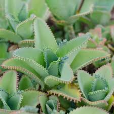 Image result for Kalanchoe pinnata