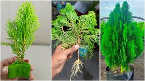 Image result for cuttings thujas