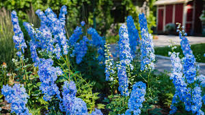 With good care, kalanchoes may be grown to rebloom the next season. The Most Beautiful Flowers You Can Plant In Your Garden