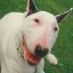 English Bull Terrier FOR SALE ADOPTION from south carolina ...