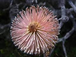 Banksia Marginata Pink Form Australian Plants Australian Wildflowers Flower Photos