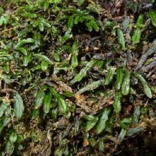 Image result for Hymenophyllum tunbridgense