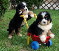 This mountain dog was originally kept as a general farm dog. 99 Teresa Perry Bernese Mountain Dogs Ideas In 2021 Mountain Dogs Dogs Bernese Mountain