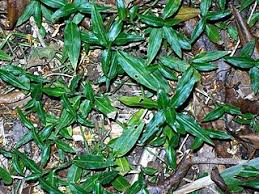 Image result for Aneilema zebrinum
