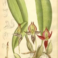 Image result for Bulbophyllum encephalodes