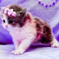 Cute Dp Pics Photo Images Download Whatsapp Dp Images Dp Photos Cute Cat Wallpaper