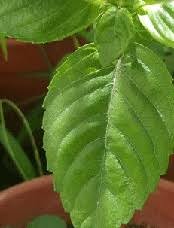 Ketahui perbizaan fizikal pokok #cincauhijau dan #cincauhitam dengan mudah. Anim Agro Technology Pokok Cincau Hitam Dan Cincau Hijau