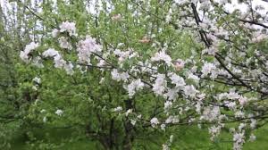 This helps to closely visualize and compare with your own fruit trees state of development (buds / blossoms). Apple Tree Blossoms Branches Apple Trees Sweep Wind Flowering Fruit Video By C Julia26 05 Mail Ru Stock Footage 372337484
