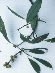 Image result for Strychnos mellodora