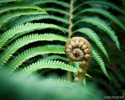 If you have ostrich ferns (matteuccia struthiopteris) in your forest then you have fiddlehead ferns in spring. Wallpaper Ferns And Horsetails Vegetation Leaf Vascular Plant Fiddlehead Fern Organism Ostrich Fern Biome Terrestrial Plant Plant Stem 3393x2714 898044 Hd Wallpapers Wallhere