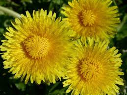 Check spelling or type a new query. Plant Identification A Practical Approach