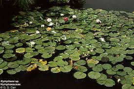 Image result for Nymphaeaceae