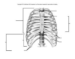 Rib cage anatomy labeled vector illustration diagram medical royalty free cliparts vectors and stock illustration image 141113410. Thoracic Cage Labeling