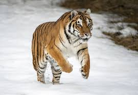Bengal tigers are primarily solitary animals. Tiger Facts Information Pictures Habitat Britannica